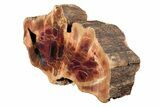 Polished, Petrified Wood (Araucarioxylon) - Arizona #193720-1